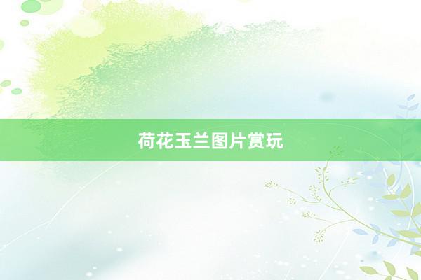 荷花玉兰图片赏玩
